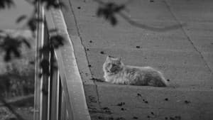 Der Katze ist das alles egal. — foto 2