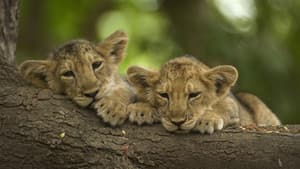 War of the Lions — foto 1