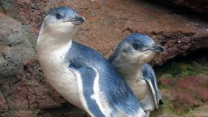 Kororā: Little Blue Penguin — foto 1