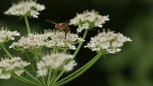 Microbirth — foto 2