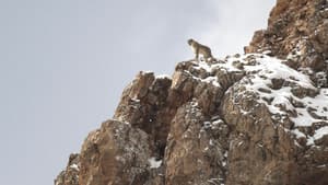 El leopardo de las nieves — foto 4