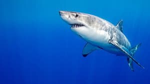 Killer Shark Vs. Killer Whale — foto 4