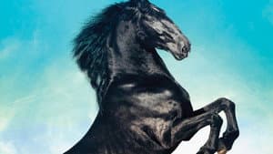 Black Beauty — foto 1