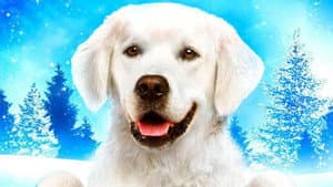 Adventures of Bailey: Christmas Hero — foto 2
