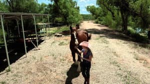 A Horse Story — foto 1