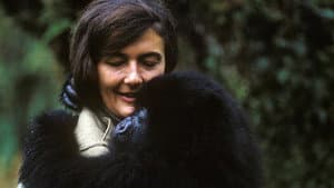 Dian Fossey: Secrets in the Mist — foto 1