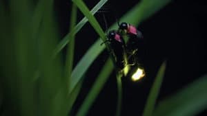 Japon, un nouveau monde sauvage — foto 1