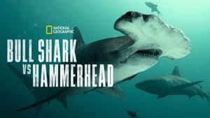 Bull Shark vs. Hammerhead — foto 11