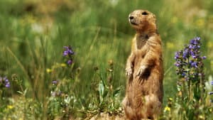Prairie Dog Manor — foto 1