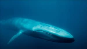 Blue Whales: Return of the Giants — foto 1