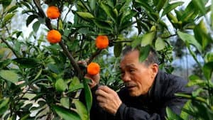 The Orange Tree And The Boy — foto 1