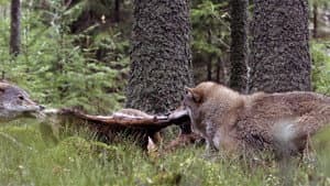 Wolf — foto 9