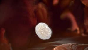 Mycelium — foto 3