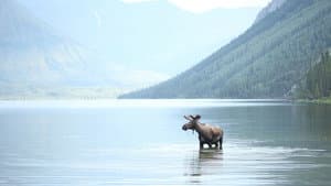 Alone in the Wild — foto 3