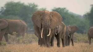 A Life Among Elephants — foto 8