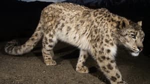 Snow Leopard of Afghanistan — foto 1