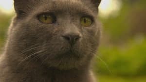 Wilde Miezen - Katzen allein unterwegs — foto 3