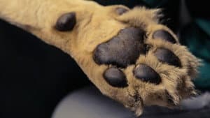 Big Animal Surgery — foto 1