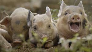 Cinq petits cochons — foto 1