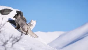 Kina & Yuk : Renards de la banquise — foto 3