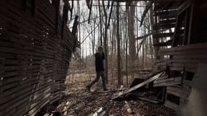 Beneath the Canopy — foto 1