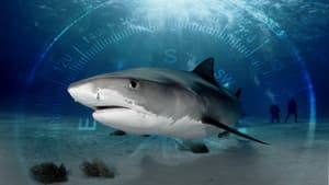 Sharks of the Bermuda Triangle — foto 1
