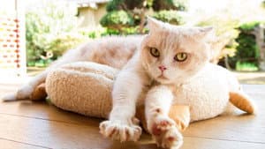 ねこあつめの家 — foto 6