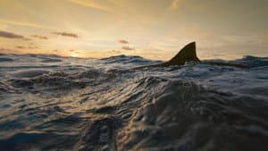 Man vs. Shark — foto 4