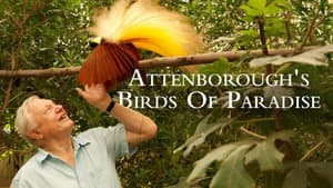 Birds of Paradise — foto 1