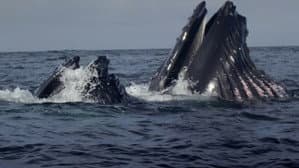 Ireland's Deep Atlantic — foto 7
