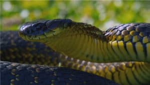 Snake Island: Wild & Deadly — foto 1