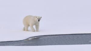 Kingdom of the Polar Bears — foto 7