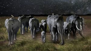 La Nuit des éléphants — foto 1