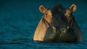 Wild Gabon — foto 1