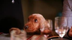 Bambou — foto 3