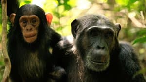 El imperio de los chimpancés — foto 8