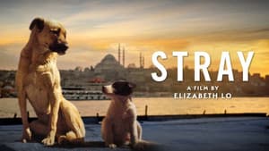 Stray — foto 9
