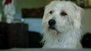 Dog Bowl — foto 1