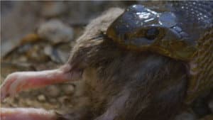 Snake Island: Wild & Deadly — foto 7