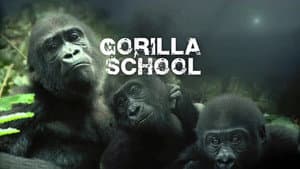 Gorilla School — foto 2