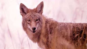 A Country Coyote Goes Hollywood — foto 4