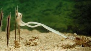 Incredible Fish — foto 2