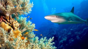 Journey to Shark Eden — foto 2