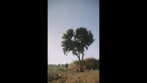 El crit sord dels arbres — foto 2