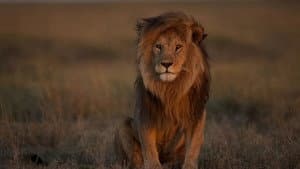 Lion Kingdom — foto 3
