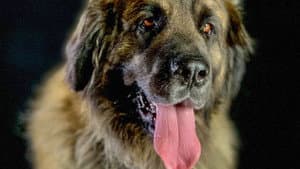 Comment le chien a conquis le monde — foto 1