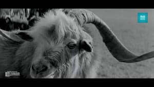 Моторын дуу — foto 2