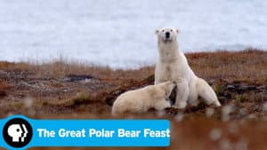 The Great Polar Bear Feast — foto 2