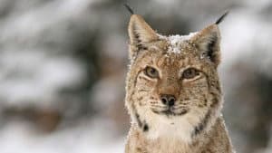 Transylvanie, un bestiaire fantastique — foto 1