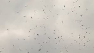 Mumurations — foto 1